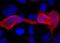 His tag antibody, MA1-21315-D680, Invitrogen Antibodies, Immunofluorescence image 