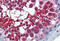 Importin 5 antibody, MBS245552, MyBioSource, Immunohistochemistry frozen image 