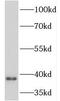 Caveolae Associated Protein 3 antibody, FNab06783, FineTest, Western Blot image 
