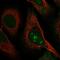 Ribosomal Biogenesis Factor antibody, PA5-67214, Invitrogen Antibodies, Immunofluorescence image 
