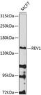 DNA repair protein REV1 antibody, 23-621, ProSci, Western Blot image 