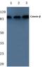 Catenin Beta 1 antibody, AP06683PU-N, Origene, Western Blot image 