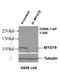 Myosin-XIX antibody, 23906-1-AP, Proteintech Group, Western Blot image 