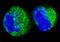 BCR Activator Of RhoGEF And GTPase antibody, A302-056A, Bethyl Labs, Immunofluorescence image 