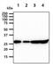 Tyrosine 3-Monooxygenase/Tryptophan 5-Monooxygenase Activation Protein Gamma antibody, NBP2-50579, Novus Biologicals, Western Blot image 