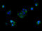 Solute Carrier Family 25 Member 38 antibody, A60958-100, Epigentek, Immunofluorescence image 