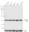 Caspase 3 antibody, 43-7800, Invitrogen Antibodies, Western Blot image 