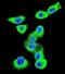 Caveolin-2 antibody, abx034042, Abbexa, Immunofluorescence image 