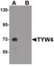 Leucine Carboxyl Methyltransferase 2 antibody, PA5-21155, Invitrogen Antibodies, Western Blot image 