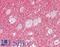 Synuclein Beta antibody, LS-B7627, Lifespan Biosciences, Immunohistochemistry frozen image 