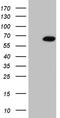 RNA-binding motif, single-stranded-interacting protein 3 antibody, CF811596, Origene, Western Blot image 