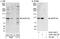 Nucleolar And Coiled-Body Phosphoprotein 1 antibody, A302-185A, Bethyl Labs, Immunoprecipitation image 