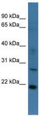 StAR-related lipid transfer protein 4 antibody, TA340325, Origene, Western Blot image 