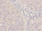 Membrane Spanning 4-Domains A4A antibody, A66310-100, Epigentek, Immunohistochemistry paraffin image 
