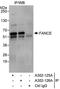 Fanconi anemia group E protein antibody, A302-126A, Bethyl Labs, Immunoprecipitation image 