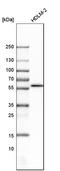 FAS antibody, HPA027444, Atlas Antibodies, Western Blot image 