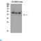 PCIF1 antibody, LS-C813554, Lifespan Biosciences, Western Blot image 