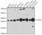 COP9 Signalosome Subunit 5 antibody, GTX55683, GeneTex, Western Blot image 
