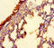 Cilia And Flagella Associated Protein 157 antibody, LS-C395319, Lifespan Biosciences, Immunohistochemistry paraffin image 