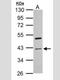 Cyclin I antibody, NBP2-47123, Novus Biologicals, Western Blot image 