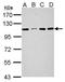 SEL1L Family Member 3 antibody, GTX121032, GeneTex, Western Blot image 
