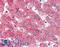 Apolipoprotein C-I antibody, LS-B2912, Lifespan Biosciences, Immunohistochemistry frozen image 
