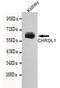 Chordin Like 1 antibody, M08014, Boster Biological Technology, Western Blot image 