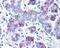Wnt Family Member 8A antibody, 48-357, ProSci, Immunohistochemistry frozen image 