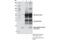 Histone H3 antibody, 84932S, Cell Signaling Technology, Immunoprecipitation image 