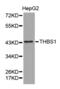 Thrombospondin 1 antibody, abx001737, Abbexa, Western Blot image 