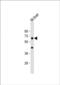 Proline Dehydrogenase 1 antibody, PA5-72297, Invitrogen Antibodies, Western Blot image 