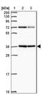 Apolipoprotein L domain-containing protein 1 antibody, NBP2-49046, Novus Biologicals, Western Blot image 