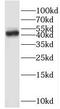 Opticin antibody, FNab05998, FineTest, Western Blot image 