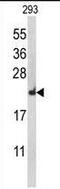 Ribosomal Protein L18a antibody, PA5-26149, Invitrogen Antibodies, Western Blot image 