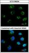 Metabotropic glutamate receptor 6 antibody, GTX108234, GeneTex, Immunofluorescence image 