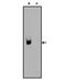 Digoxin antibody, MA5-14746, Invitrogen Antibodies, Western Blot image 