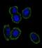 Neuromedin B antibody, abx032489, Abbexa, Immunofluorescence image 