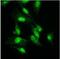 Histone acetyltransferase KAT2A antibody, GTX50005, GeneTex, Immunofluorescence image 
