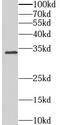 Mitochondria Localized Glutamic Acid Rich Protein antibody, FNab01117, FineTest, Western Blot image 