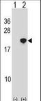 Nanos C2HC-Type Zinc Finger 2 antibody, LS-C158355, Lifespan Biosciences, Western Blot image 