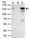 Forkhead box protein E1 antibody, NBP1-32842, Novus Biologicals, Immunoprecipitation image 