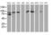 Gephyrin antibody, MA5-25393, Invitrogen Antibodies, Western Blot image 