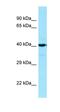 Succinate-CoA Ligase ADP-Forming Beta Subunit antibody, orb331291, Biorbyt, Western Blot image 