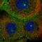 MICAL Like 1 antibody, NBP2-55389, Novus Biologicals, Immunofluorescence image 