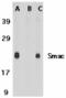 Diablo IAP-Binding Mitochondrial Protein antibody, TA306067, Origene, Western Blot image 