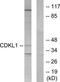 Cyclin Dependent Kinase Like 1 antibody, TA314812, Origene, Western Blot image 