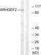 Lfc antibody, abx014828, Abbexa, Western Blot image 