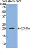 CCAAT Enhancer Binding Protein Gamma antibody, MBS2013202, MyBioSource, Western Blot image 