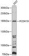 Protocadherin 19 antibody, 13-407, ProSci, Western Blot image 