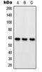 Oxidative Stress Responsive Kinase 1 antibody, LS-B13622, Lifespan Biosciences, Western Blot image 